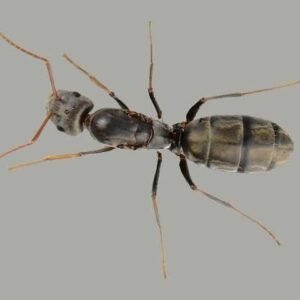 Camponotus Vestitus - Hình ảnh 3