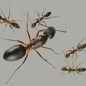 camponotus barbacius - Hình ảnh 2