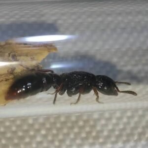 Myopopone castanea (big size) - Hình ảnh 3