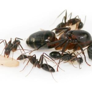 camponotus barbacius - Hình ảnh 3