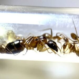 Camponotus pseudoirritans - Hình ảnh 2