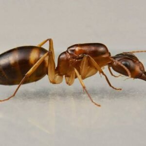 Camponotus Maculatus (Phi) - Hình ảnh 3