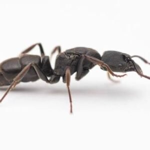Ectomyrmex Actutus - Hình ảnh 2
