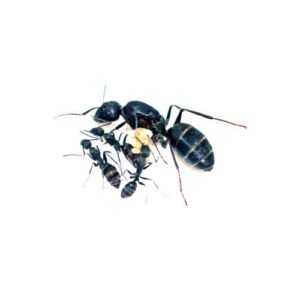 Camponotus Camelinus - Hình ảnh 3