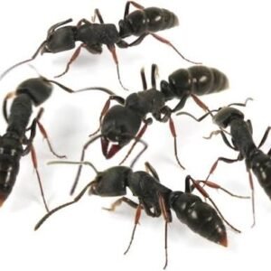 Ectomyrmex Actutus - Hình ảnh 3