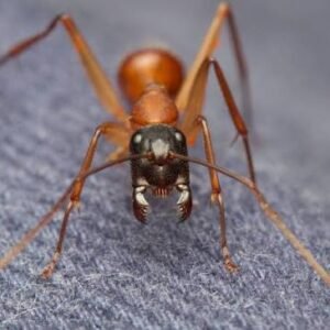 Camponotus Estwoodi - Hình ảnh 2