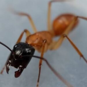 Camponotus Estwoodi - Hình ảnh 3