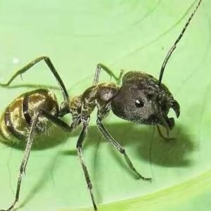 Camponotus Chinensis - Hình ảnh 2