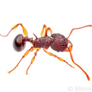 Acanthomyrmex glabfemoralis - Hình ảnh 5