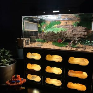 Tank kiến LAB - Hình ảnh 2