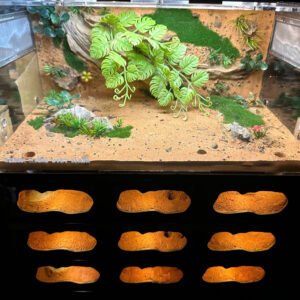Tank kiến LAB - Hình ảnh 3