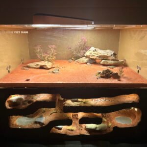 Tank Hầm Mỏ Custom - Hình ảnh 4
