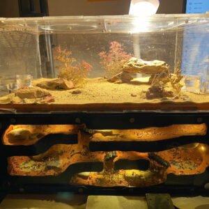 Tank Hầm Mỏ Custom - Hình ảnh 5